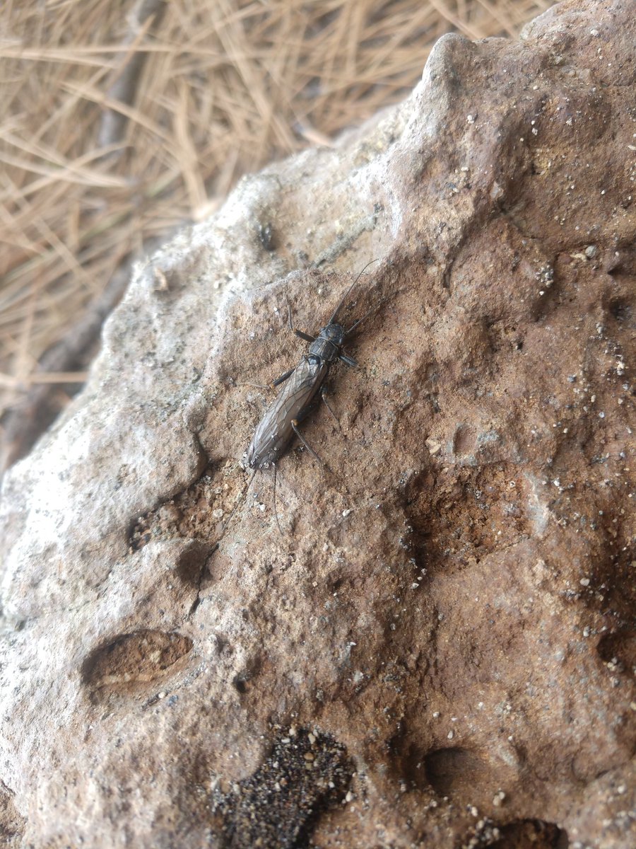 A Weird Oregonian 🐝 tweet media