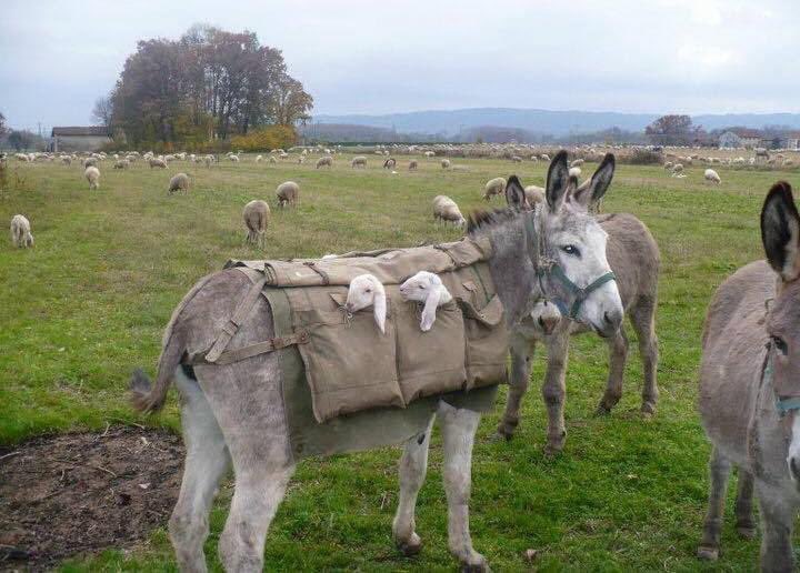 ‘Ezelnannies’. Elke lente in Lombardije brengen ezels kleine lammetjes die bovenop de berg zijn geboren naar de groene weides in het dal. Onder toeziend oog van mamaschaap. In speciale ezelvesten. Nu wil ik daarheen.