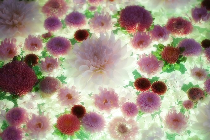 花手水weekのtwitterイラスト検索結果