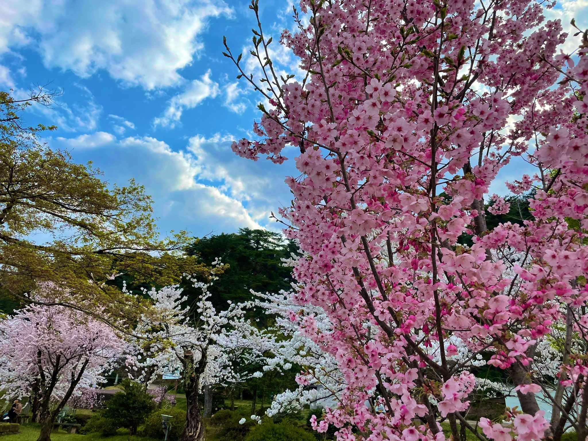 Comg 五泉店 公式 今日も五泉市は天気が良かったです 村松公園に散歩に行って桜を観てきました 屋台は１つも無かったですが 沢山の人が花見に来てました 村松公園 桜 五泉市 T Co 80ftfz4jxb Twitter