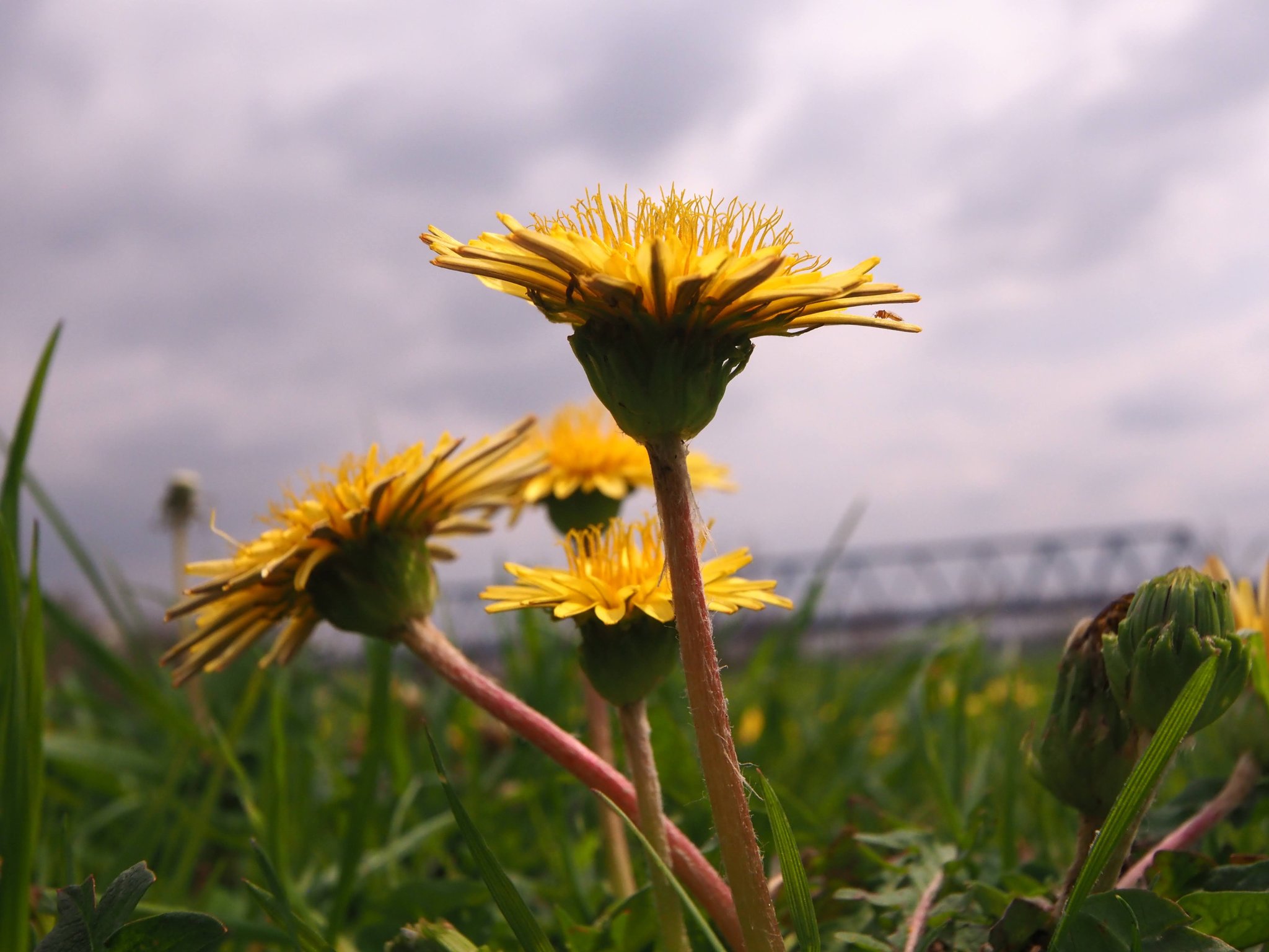 多摩川堤防 Twitter Search Twitter