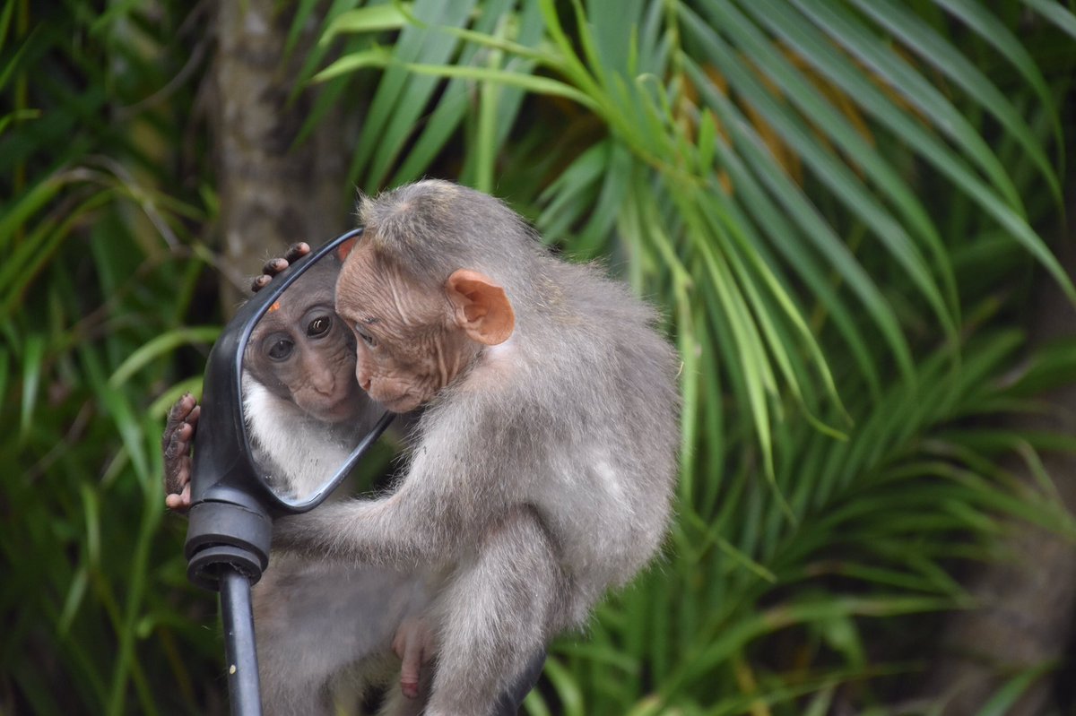Curious much? 

#primatology #primatebehavior #macaques #bonnetmacaques #sciencetwitter #behavioralbiology