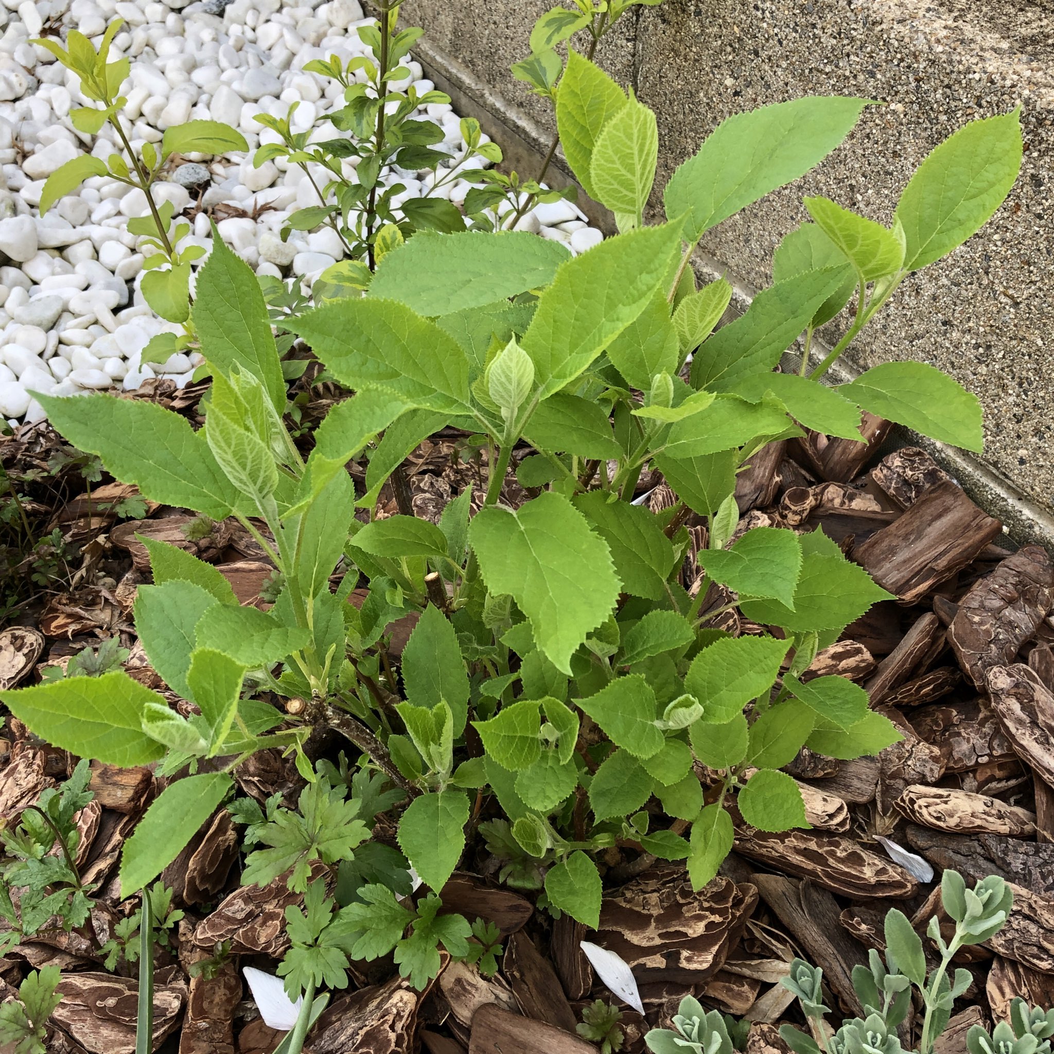 風織 庭いじりメモ アジサイ アナベル 芽吹きから2週間足らずであっという間の茂り様 思惑通り 球根植物との入れ違いで早くも小さな日陰を作ってくれています 来期は右奥の空きスペースにも球根を植えてもいいかもしれませんが じわじわと周りに地下茎