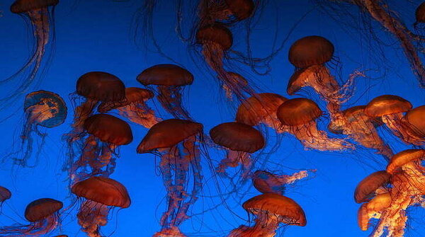 howpetcare's tweet photo. Today is Aquatic Animal Day.
#Aquatic #animals #howpetcare https://t.co/CJgjAe5snW