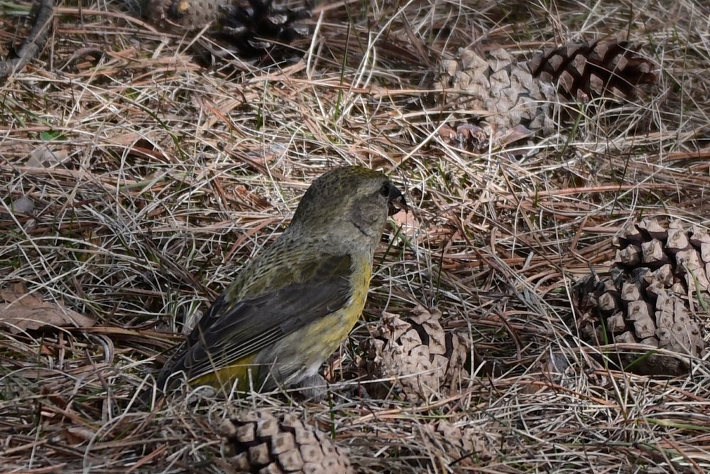 Morizou ナキイスカ ２０２０ ３撮影 幻の渡り鳥 冬鳥として イスカの群れに混じって本州中部以北に渡来 数羽いるかいないか イスカとの違いは 羽が白く太い線が有る １ ２枚目 ナキイスカの雄 ３ ４枚目 イスカの雄と雌 Hokkaidolove 北見市