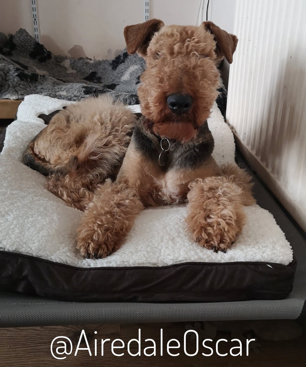Morning! I've had a good sleep, a tablet, then had to wait for food &amp; another tablet. I don't understand why I have to wait for my food so bark at them 😡
#Airedale #AiredaleTerrier #DogsOfTwitter #DeafAndindDogWithDementia #LivingMyLastWeek #Terrier