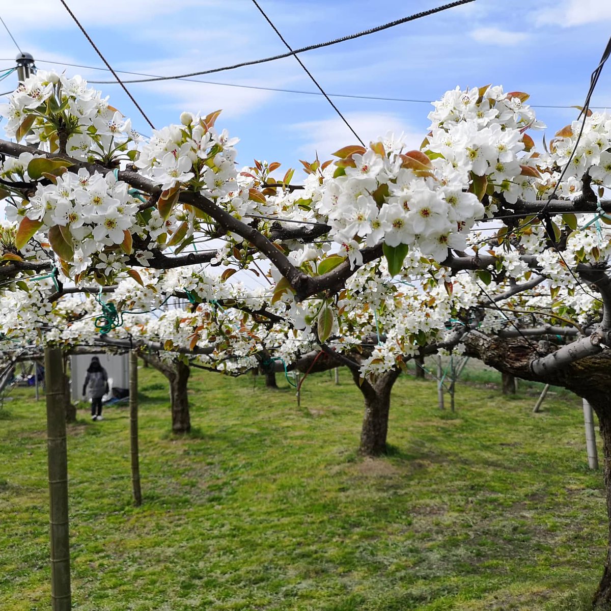 千田果樹園 暖かすぎて花が満開です 交配におわれてます 今年は交配が早すぎですね 梨 梨畑 梨の木 梨の花 交配 農業 農家 石川県 金沢市 千田果樹園