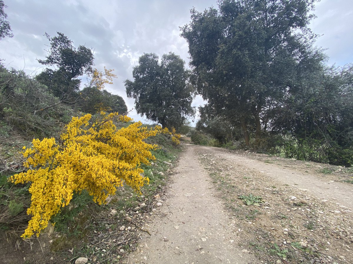 AlbBarrantes's tweet photo. Mañana disfrutona. 12 kilómetros de caminos y fotos. 
Respirando. Disfrutando. 
#Trail4Fun https://t.co/fTS6HdMO94