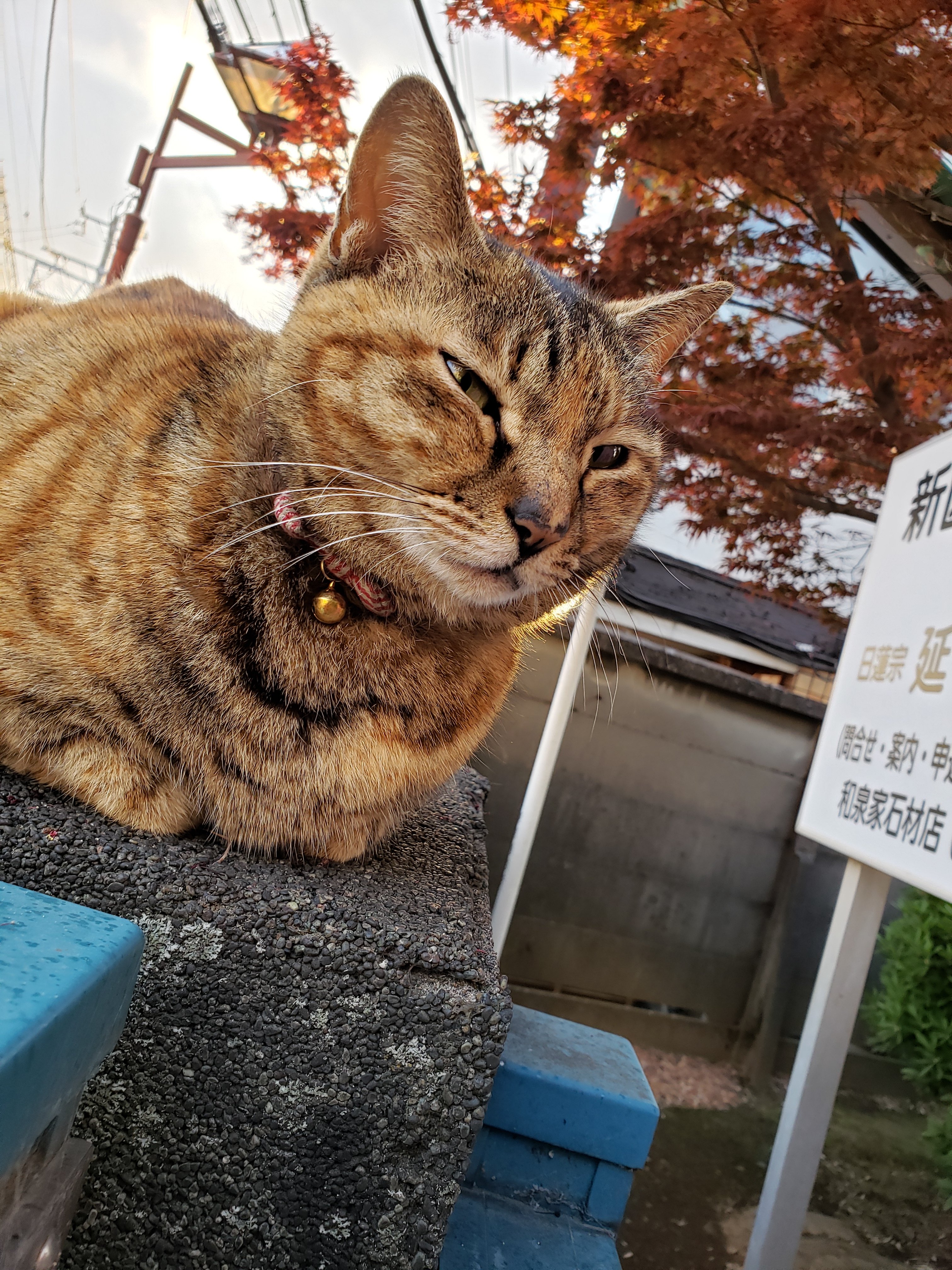 大門良美 お散歩で気分は絶好調 今日はお休みでした 私が住む街 谷中 を ぼっち散歩 猫 むーさんとは10年の 付き合いだが未だに片想い 楽しかったです 谷中ぎんざ 谷中の猫むーさん 夕焼けだんだん絶景 エキサイティングする我が町
