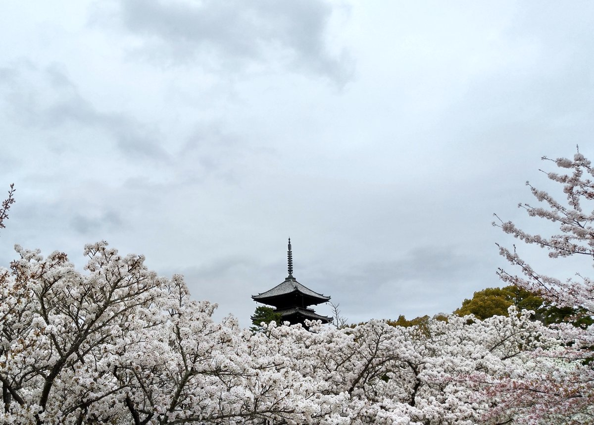 hitomihcx's tweet photo. 北野天満宮～平野神社～仁和寺へと徒歩で回ってきました。仁和寺の御室桜は満開を迎え9:00に着いたのですが結構な人で10:00前には長蛇の列でした(^_^;)　北野天満宮と平野神社の写真は後日という事で(^_^;)

#京都
#京都市
#右京区
#御室
#仁和寺
#御室仁和寺
#近所ではない寺
#御室桜
#桜
#ツツジ https://t.co/zVYAgWyfKq
