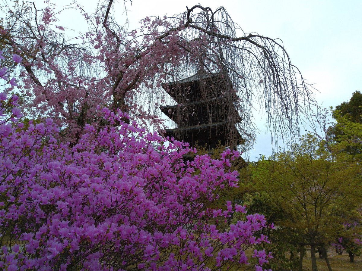 hitomihcx's tweet photo. 北野天満宮～平野神社～仁和寺へと徒歩で回ってきました。仁和寺の御室桜は満開を迎え9:00に着いたのですが結構な人で10:00前には長蛇の列でした(^_^;)　北野天満宮と平野神社の写真は後日という事で(^_^;)

#京都
#京都市
#右京区
#御室
#仁和寺
#御室仁和寺
#近所ではない寺
#御室桜
#桜
#ツツジ https://t.co/zVYAgWyfKq
