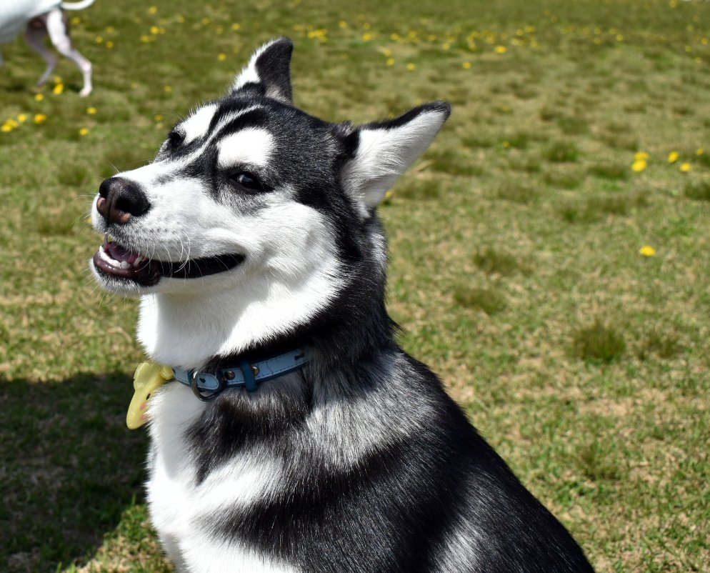十色ゆり 少しですが 撮らせてもらいました 葵ちゃん Mythologia I の愛犬の蘭華ちゃんです ドッグラン で元気いっぱい走り回ってすごく可愛かった 速かった 掲載許可ありです