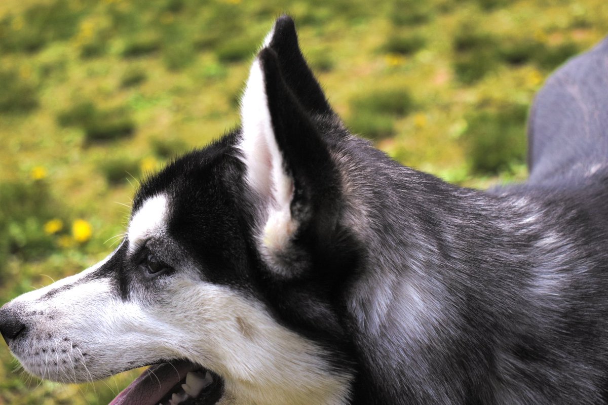 十色ゆり 少しですが 撮らせてもらいました 葵ちゃん Mythologia I の愛犬の蘭華ちゃんです ドッグラン で元気いっぱい走り回ってすごく可愛かった 速かった 掲載許可ありです 十色ゆり 少しですが 撮らせてもらいました 葵ちゃん Mythologia I の愛犬の蘭華ちゃんです ドッグラン で元気いっぱい走り回ってすごく可愛かった 速かった 掲載許可ありです