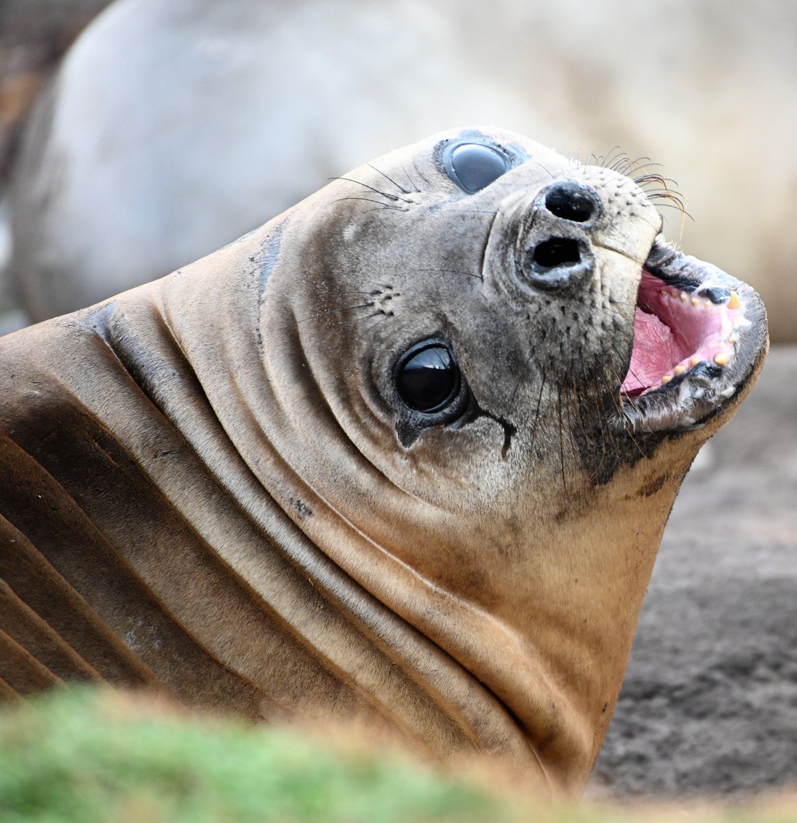 kelper60's tweet photo. #falklandislands #elephantseal #averageweight of the male is 3.530kg length 6.5metres .....females weigh around 900kg length 3.5metres #beautyandthebeast https://t.co/vbLx2A5tg7
