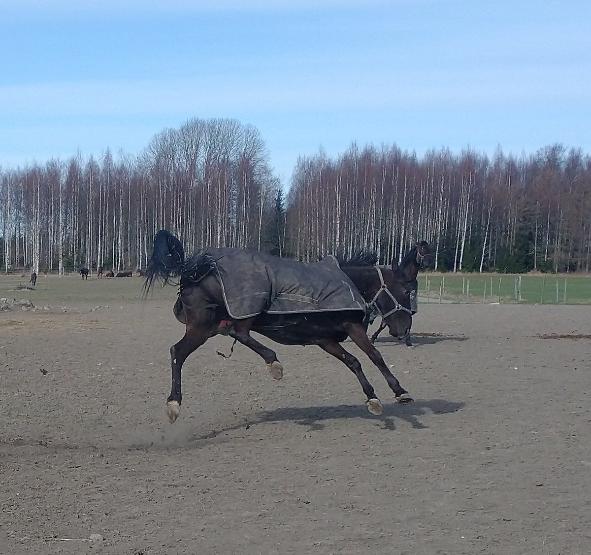 PebblesHglind's tweet photo. Betting Rebel och jag önskar er alla en glad påsk! 🐴😂😍 https://t.co/41HC7qIh8D
