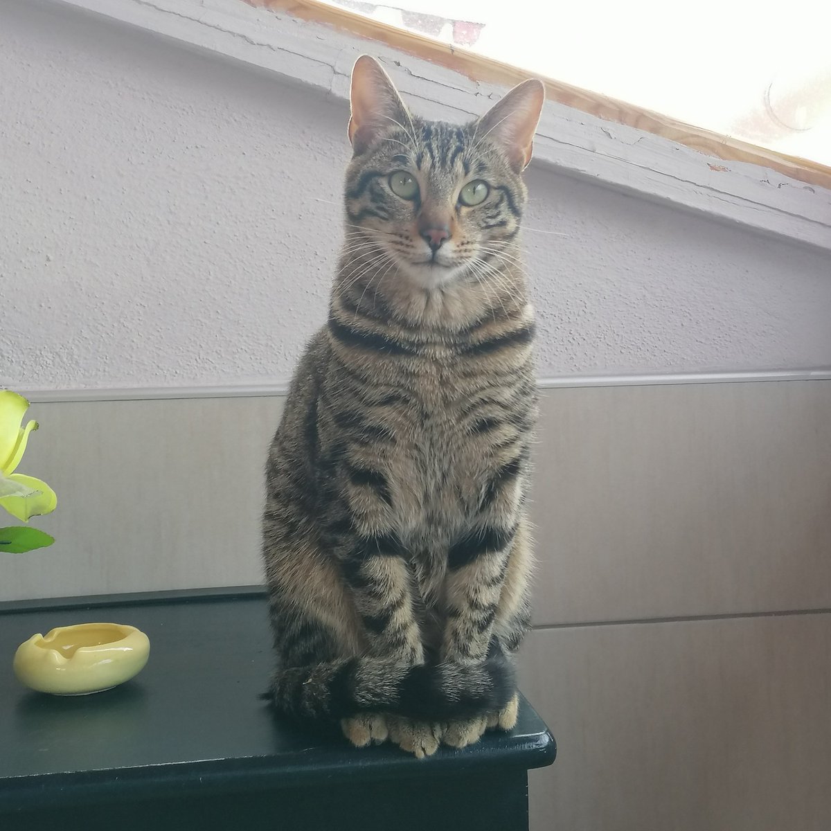 Guşlar dkkatmi dgıtıyo hpsine mrr ypcm nese patişlrimi kuyrkmla sardm yne ck ykışklıym bi de büle çek