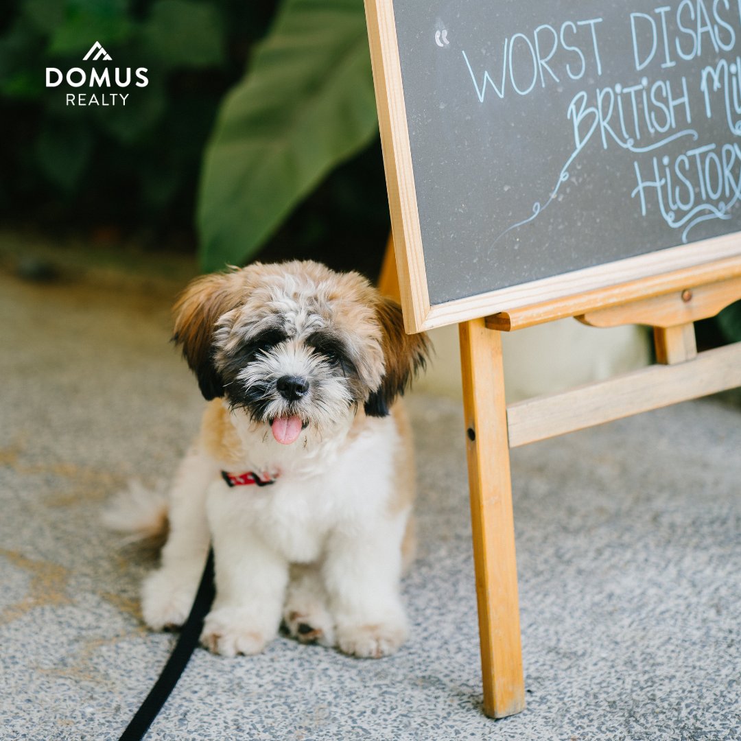 domusrealtyns's tweet photo. Who else is excited about the decision to allow dogs on patios starting on Tuesday?
Where should our team head this spring/summer? Let us know your favourite spots!
#halifaxpatios #halifax #patioseason https://t.co/Ww0hGuBGUu