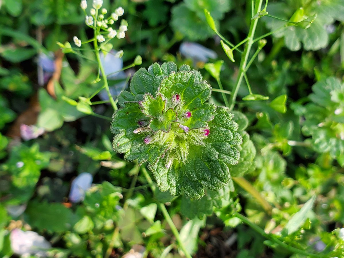 Mas ホトケノザ ナヅナの側にありました 見るからにシソ科の植物です 春の七草のホトケノザはこちらではありません 3 春の七草のホトケノザはコオニタビラコと言うキク科の雑草の別名でウチの庭にも大量に生えていますw 小さな小さなタンポポ