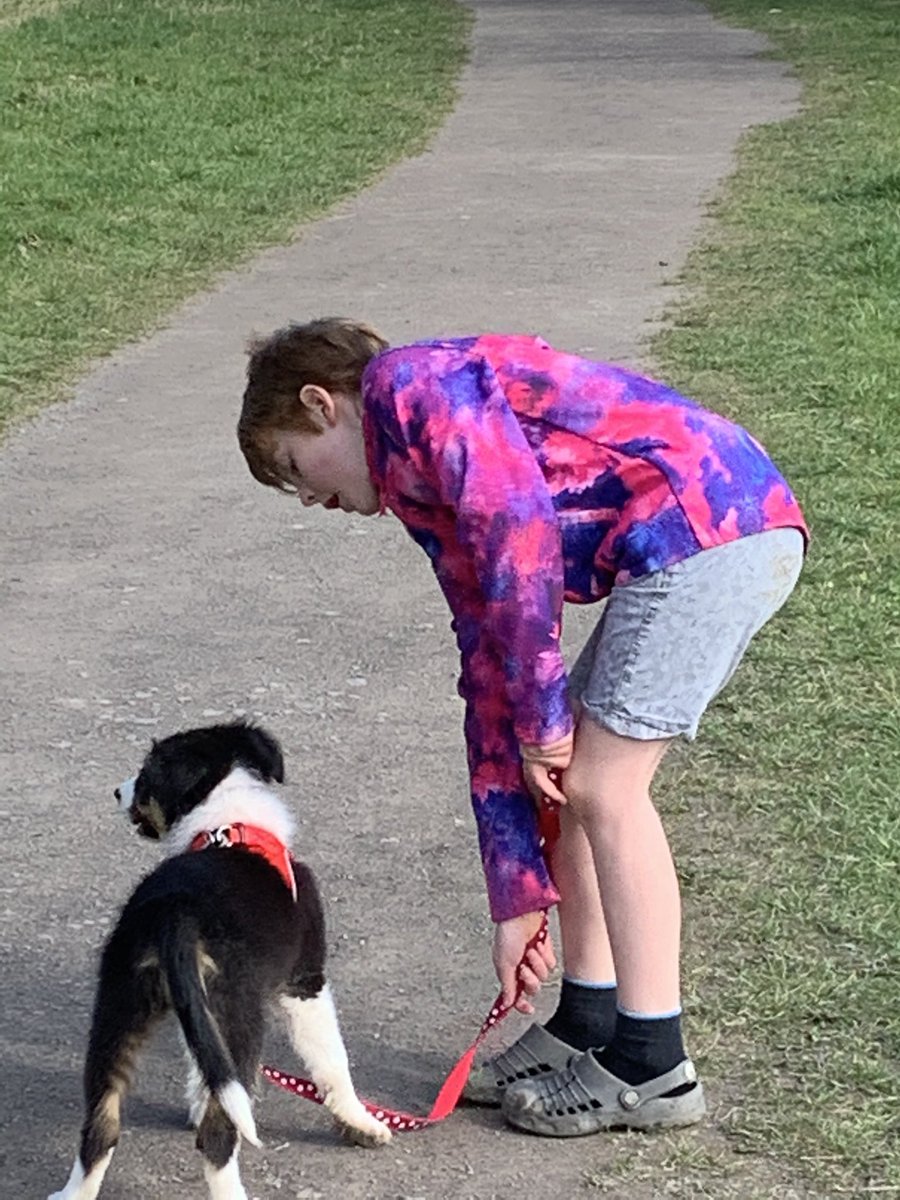 Lexi41423012's tweet photo. Busy week for little collie dogs! https://t.co/IubiNKx1Al