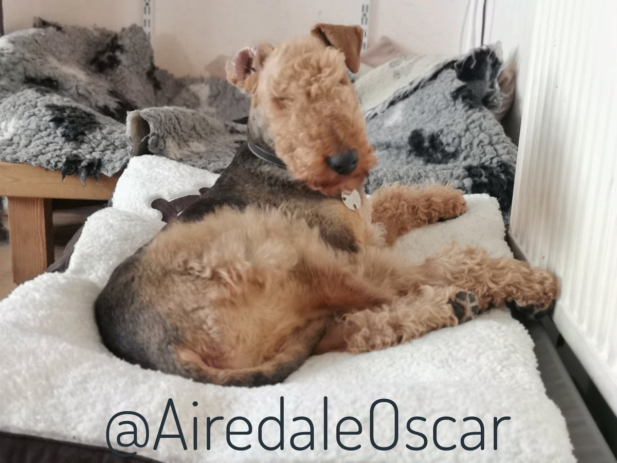 What? Can't a dog sleep?
#Airedale #AiredaleTerrier #Terrier #DogsOfTwitter #LivingMyLastWeek #DeafAndBlindDogWithDementia