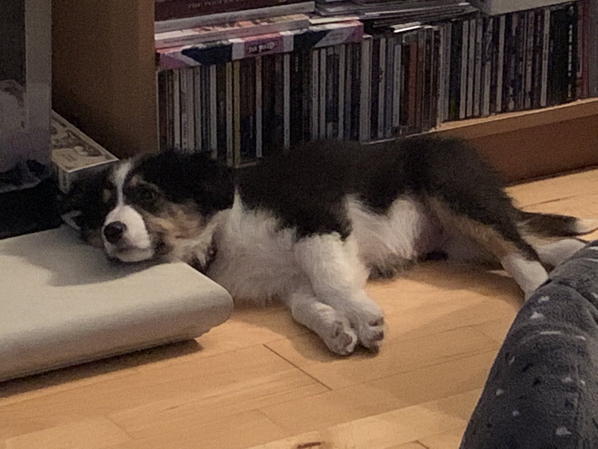 Lexi41423012's tweet photo. I’m worn out. Puppy life is hard work. https://t.co/dkSC1Da9O6