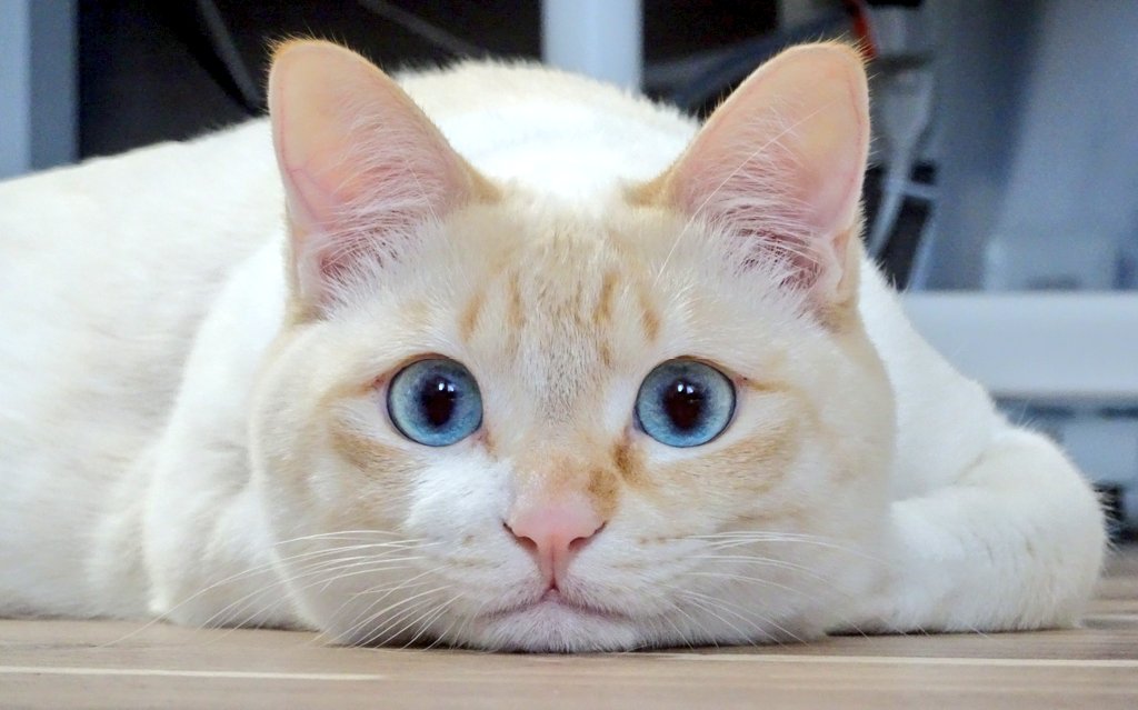 ささかまねこ かわいい 笹かま猫 笹かま兄妹 ささかまねこ かわいい 笹かま猫 笹かま兄妹