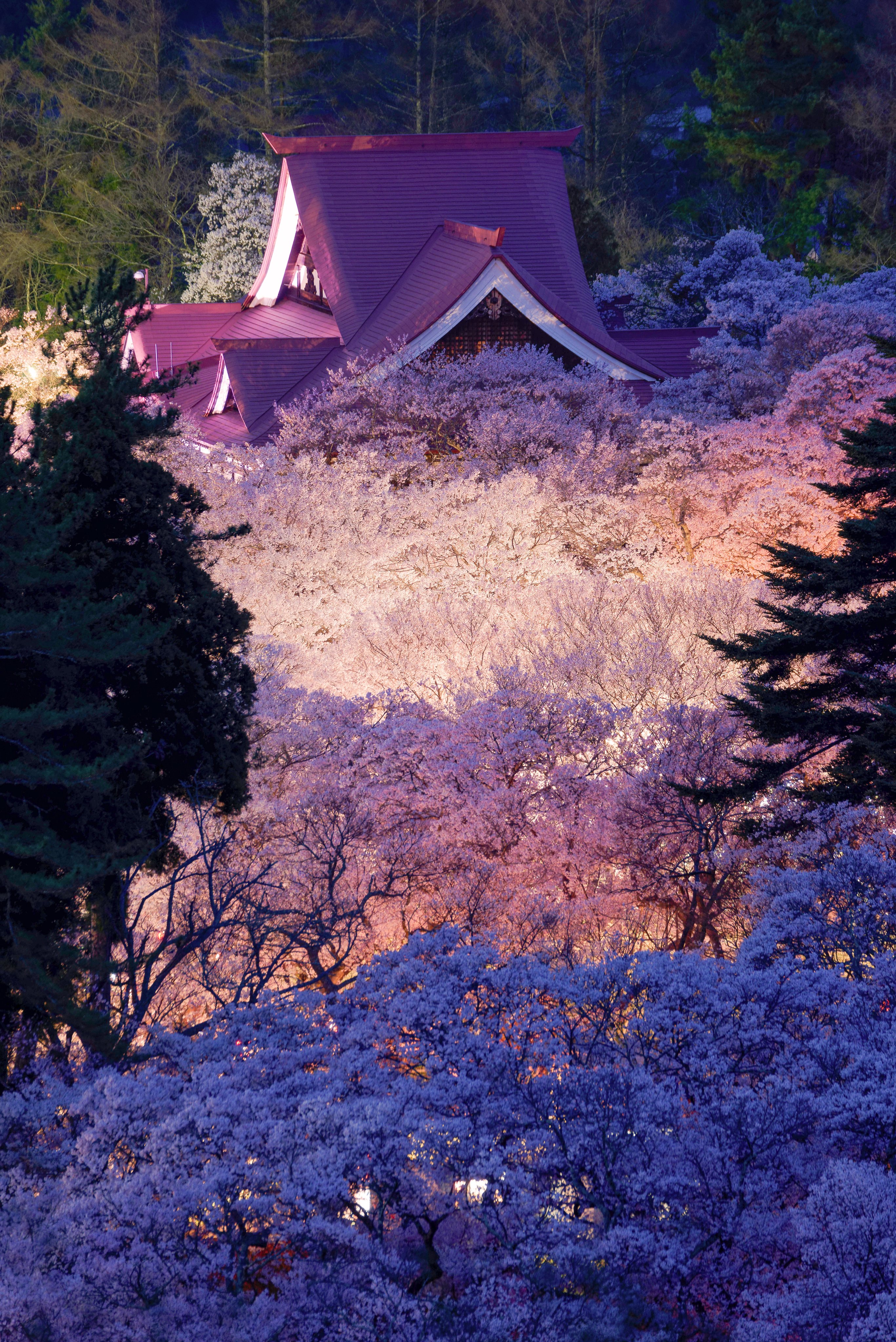 高遠の桜 Twitter Search Twitter