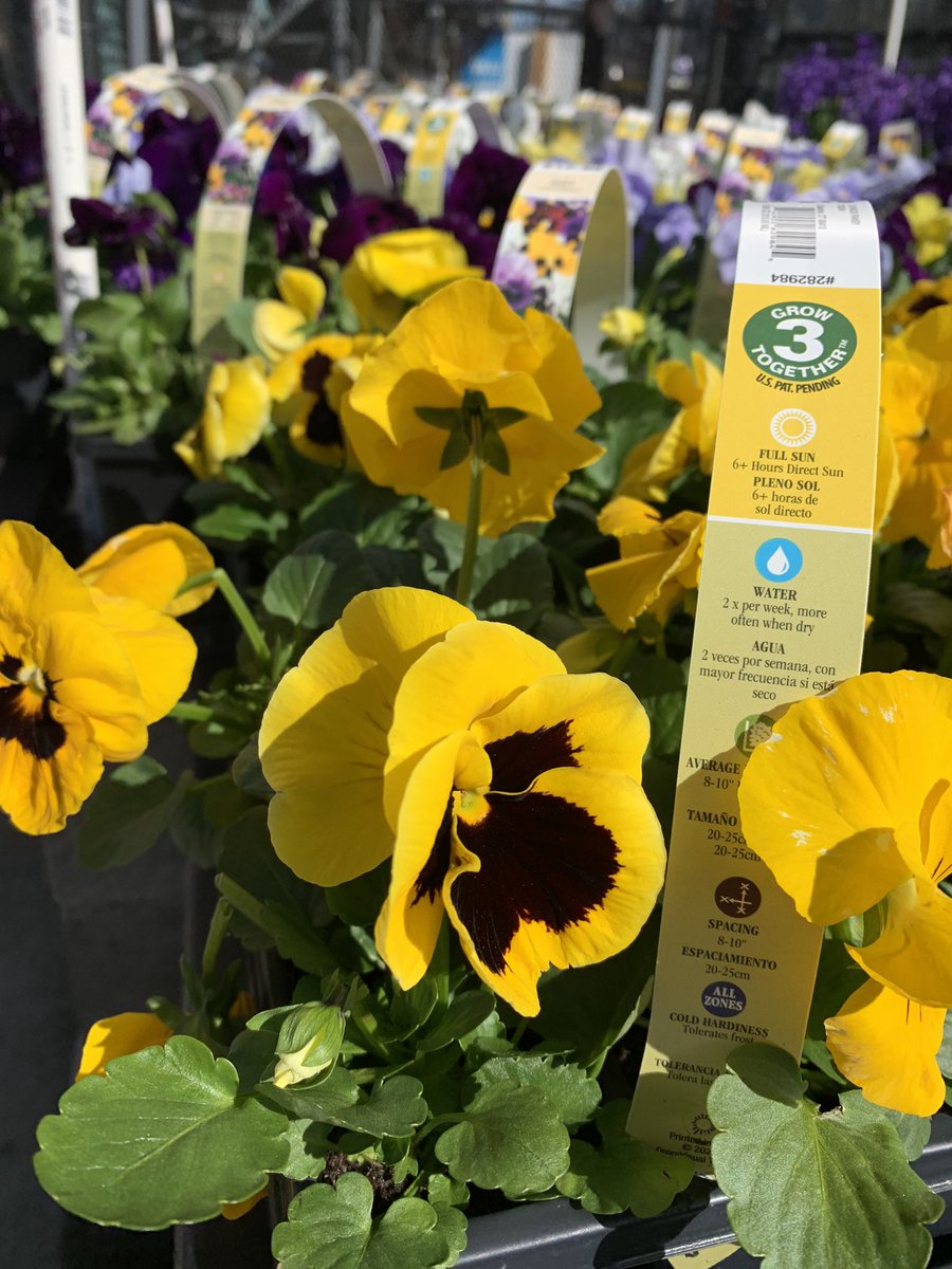 Alyssa Haag (@evandadamgarden) on Twitter photo It feels cold outside but looks 👀 like #spring 🌻 <a href="/Lowes1597/">Lowe’s 1597</a> <a href="/Lowes/">Lowe's</a> @jfplantpartners #StatenIsland <a href="/andrewtadrous14/">Andrew Tadrous</a> Make your own Raised bed Planter for Easter‼️ #springfest It feels cold outside but looks 👀 like #spring 🌻 <a href="/Lowes1597/">Lowe’s 1597</a> <a href="/Lowes/">Lowe's</a> @jfplantpartners #StatenIsland <a href="/andrewtadrous14/">Andrew Tadrous</a> Make your own Raised bed Planter for Easter‼️ #springfest
