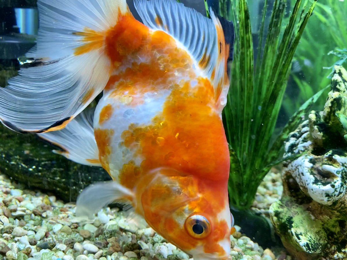 Ian_A_MacDonald's tweet photo. For those wondering how the #TeamMacDonald fish are doing - #Meg is training to be an Olympic gymnast and #JerryTheDrivewayFish continues to grow and is now the size of the water bottle he was abandoned in! #PhilipSeymourHoffish was camera shy today. https://t.co/CH27CI4upY