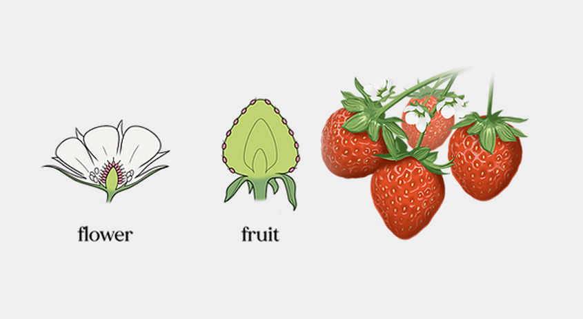 mark belan | science illustrator + info designer tweet media