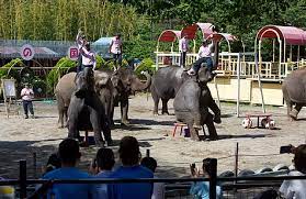 #Ichiharaelephantkingdom @stae_elephants @japanelephants @ZacGoldsmith Staggering cruelty going  #staelaw4eles