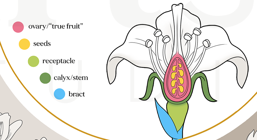 For #sciart #SciArtTweetStorm I want to share this #infographic for which the idea was born during a dinner table conversation last summer about botanical #fruit. I didn't know fruit *technically* derive from the ovaries of #plants! #botany #science #garden #art #biology #poster