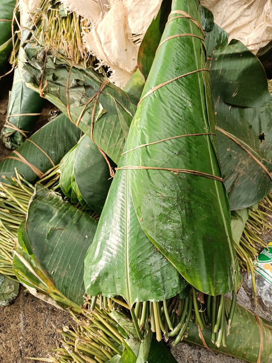 1_billiontrees's tweet photo. Gratitude to our partners. Our campaign on promoting healthy nature food raps to replace plastics is gaining weight in Eastern Cameroon. Next stop is Nigeria @PfRglobal @auggwi @Afr100_Official @UNDP_CF @GEF_SGP @EUClimateAction @FAOForestry @CIFOR @ICRAF @ECA_OFFICIAL @1t_org https://t.co/MJ8UGeQtu1