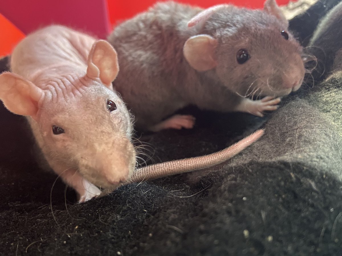 I'd like to introduce to the newest and last ever members of the Rat Pack, first ever girls I've owned and I'm in love (so is Ralph) ❤️