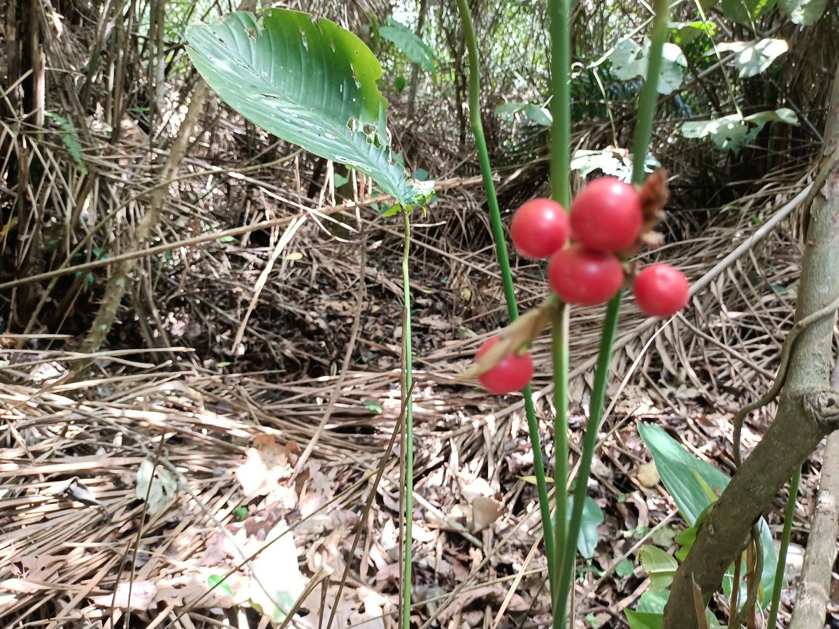 Gratitude to our partners. Our campaign on promoting healthy nature food raps to replace plastics is gaining weight in Eastern Cameroon. Next stop is Nigeria <a href="/PfRglobal/">Partners for Resilience</a> <a href="/auggwi/">Great Green Wall Initiative</a> <a href="/Afr100_Official/">AFR100 Initiative</a> <a href="/UNDP_CF/">UNDP Climate & Forests</a> <a href="/GEF_SGP/">Small Grants Programme</a> <a href="/EUClimateAction/">EU Climate Action</a> <a href="/FAOForestry/">FAO Forestry</a> <a href="/CIFOR/">CIFOR</a> <a href="/ICRAF/">World Agroforestry</a> <a href="/ECA_OFFICIAL/">ECA</a> <a href="/1t_org/">1t.org</a>