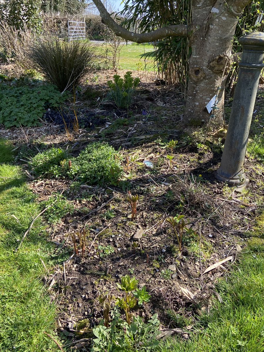 TheWorcsGarden's tweet photo. 😃a difficult choice for this Easter weekends #SixOnSaturday- I’ve excluded anything I’ve posted already this week so no magnolias/weeping willow /new leaves...etc
• #YellowArchangel #Lamium
• #Daisies ❤️ 
• #Cirsium buds🌟
• #Comfrey 4🐝s
• #Peony peeping
• #GrassPath 🌱👏🏻 https://t.co/YBm4GT1dsH