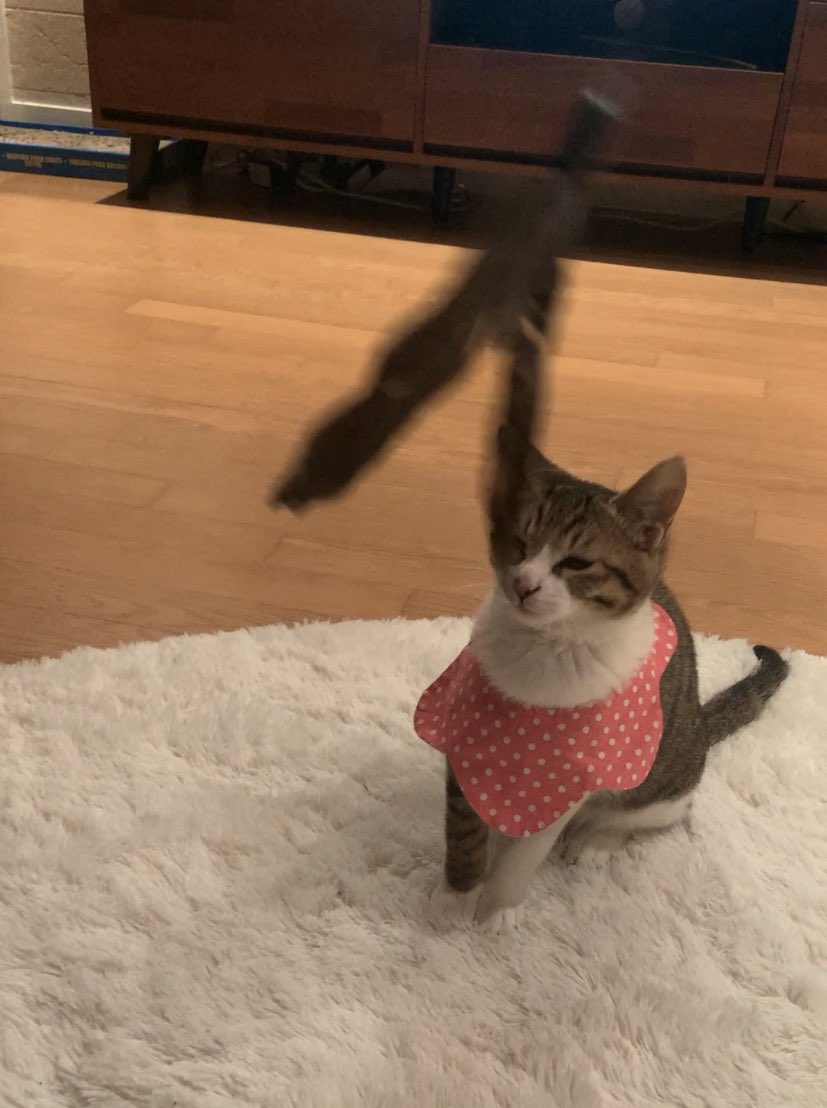 나... 출생한지 5개월차
장난감 따위에 흔들리지 않지