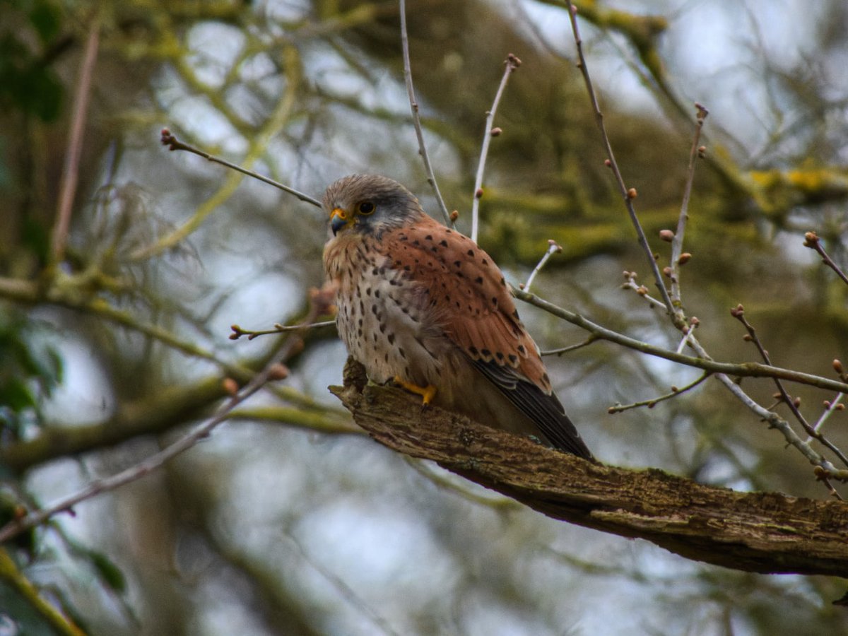 Livinteresting's tweet image. A common kestrel's rest moment right before flying away in search of prey. Quite fluffed up and ready to face a cold day❤️

#TwitterNatureCommunity #BirdsSeenIn2021 #birdwatching #birdsofprey #NaturePhotography #SaturdayThoughts