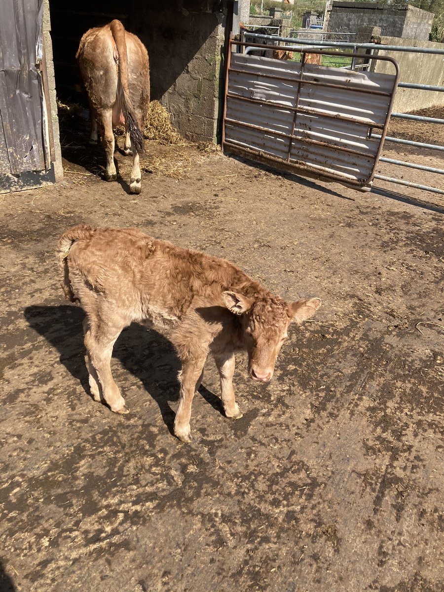 TomClancy2's tweet photo. A nice little Moondharrig knell (Lm4217) heifer out of Lm2388 first calver. Calved at 25 months. 283 days gestation. https://t.co/FGCvsh5mcj