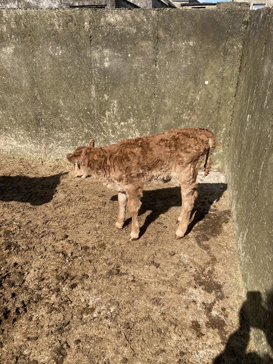 TomClancy2's tweet photo. A nice little Moondharrig knell (Lm4217) heifer out of Lm2388 first calver. Calved at 25 months. 283 days gestation. https://t.co/FGCvsh5mcj