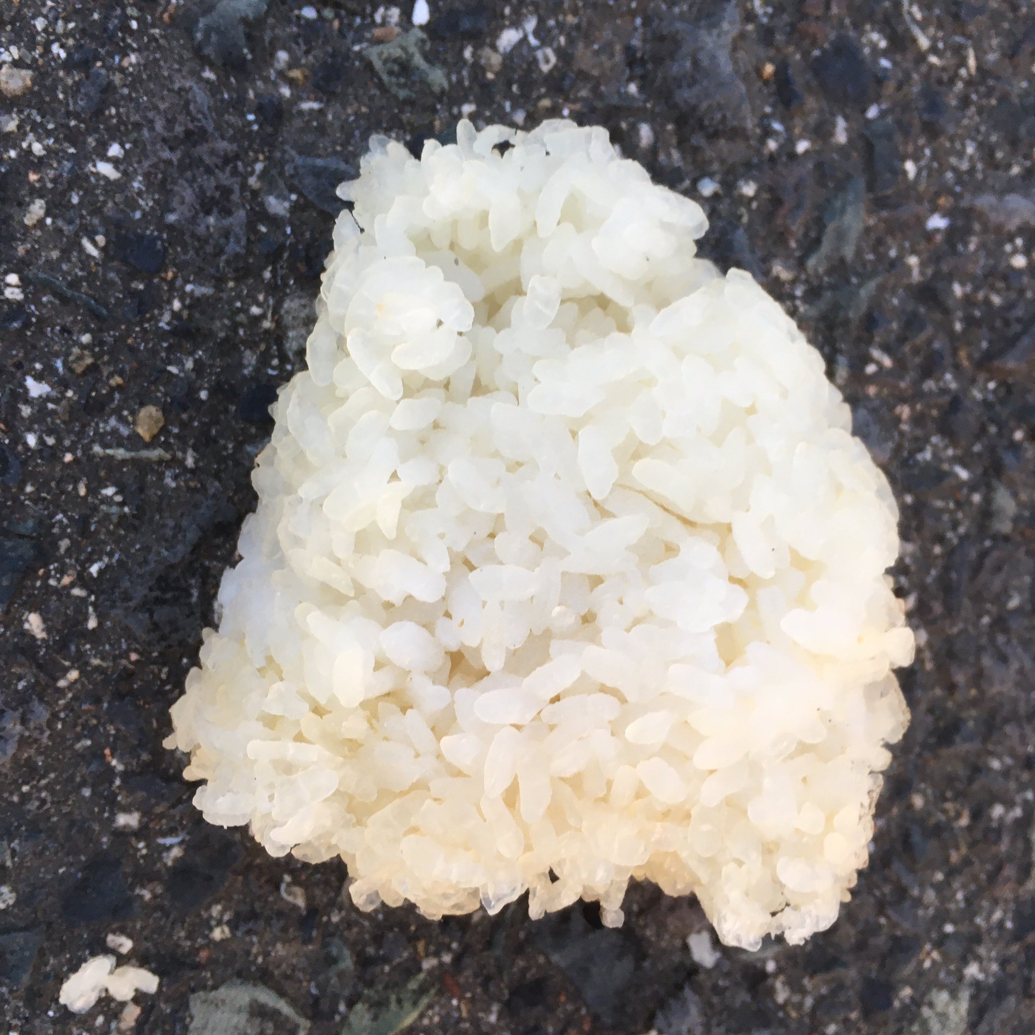 芦屋雁之助 Twitter Search Twitter