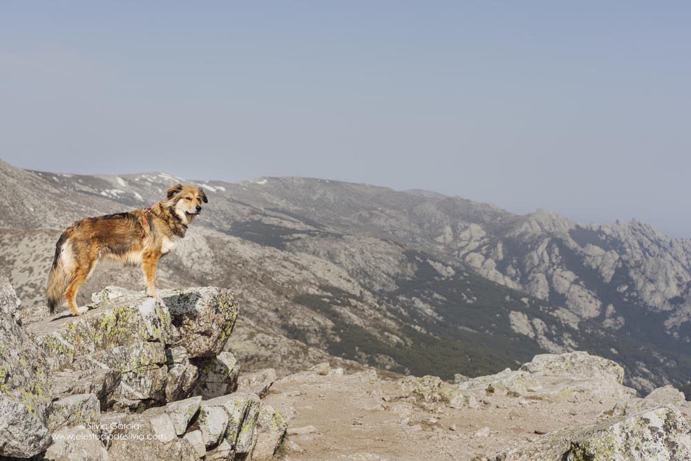 SilviaGFuertes's tweet photo. #sierradeguadarrama #MiMali https://t.co/lZt94QbhIC