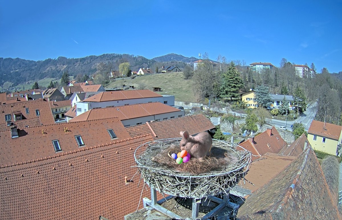PanoCloud's tweet photo. Der Osterhase bereitet gerade alles für die Ankunft der Storcheneltern vor. Wer sieht als Erster den #Storch? Hier auf unserer aktuellen #Livestreaming #Webcam: https://t.co/DpovK9WGwd

#FroheOstern https://t.co/LGrbpuNlZj