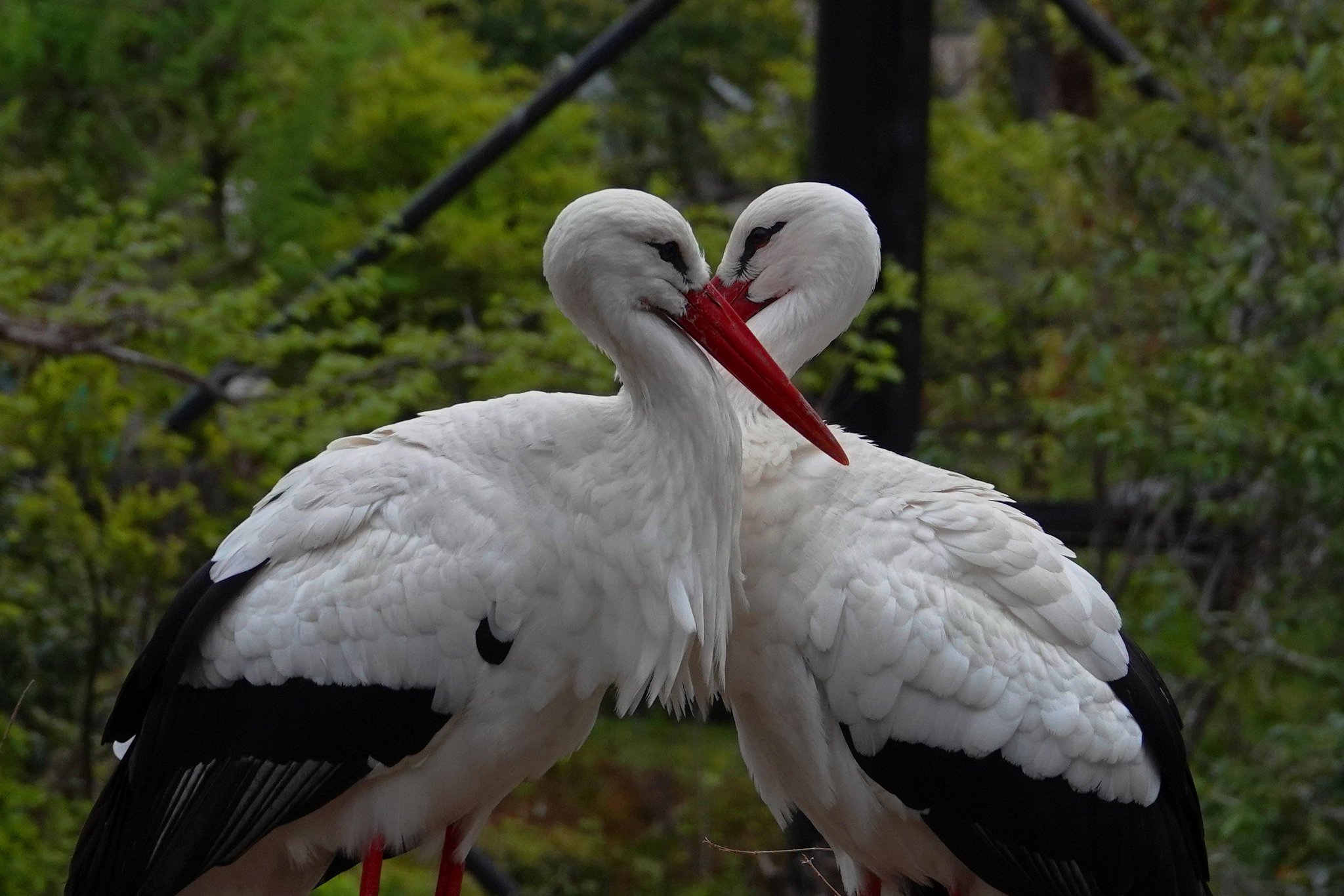 ★シュタイフ★Stork Adebar★コウノトリのアデバー/シュバシコウ★ ☆シュタイフ☆Stork Adebar☆コウノトリのアデバー