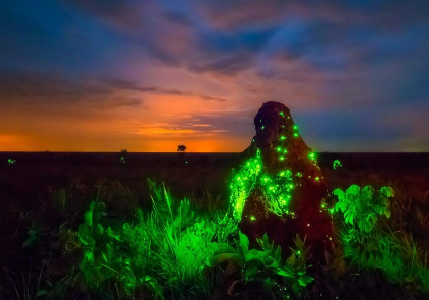 Biofaces tweet media