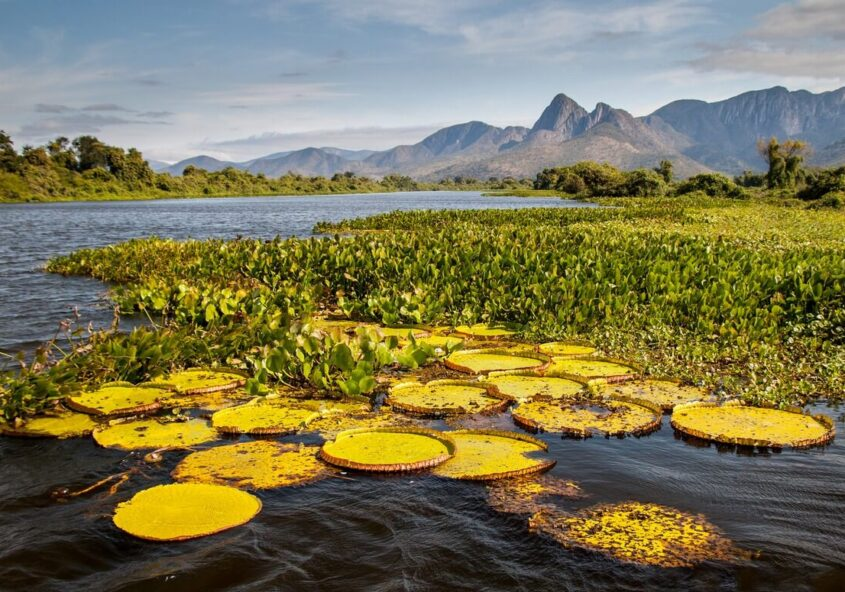 Biofaces tweet media