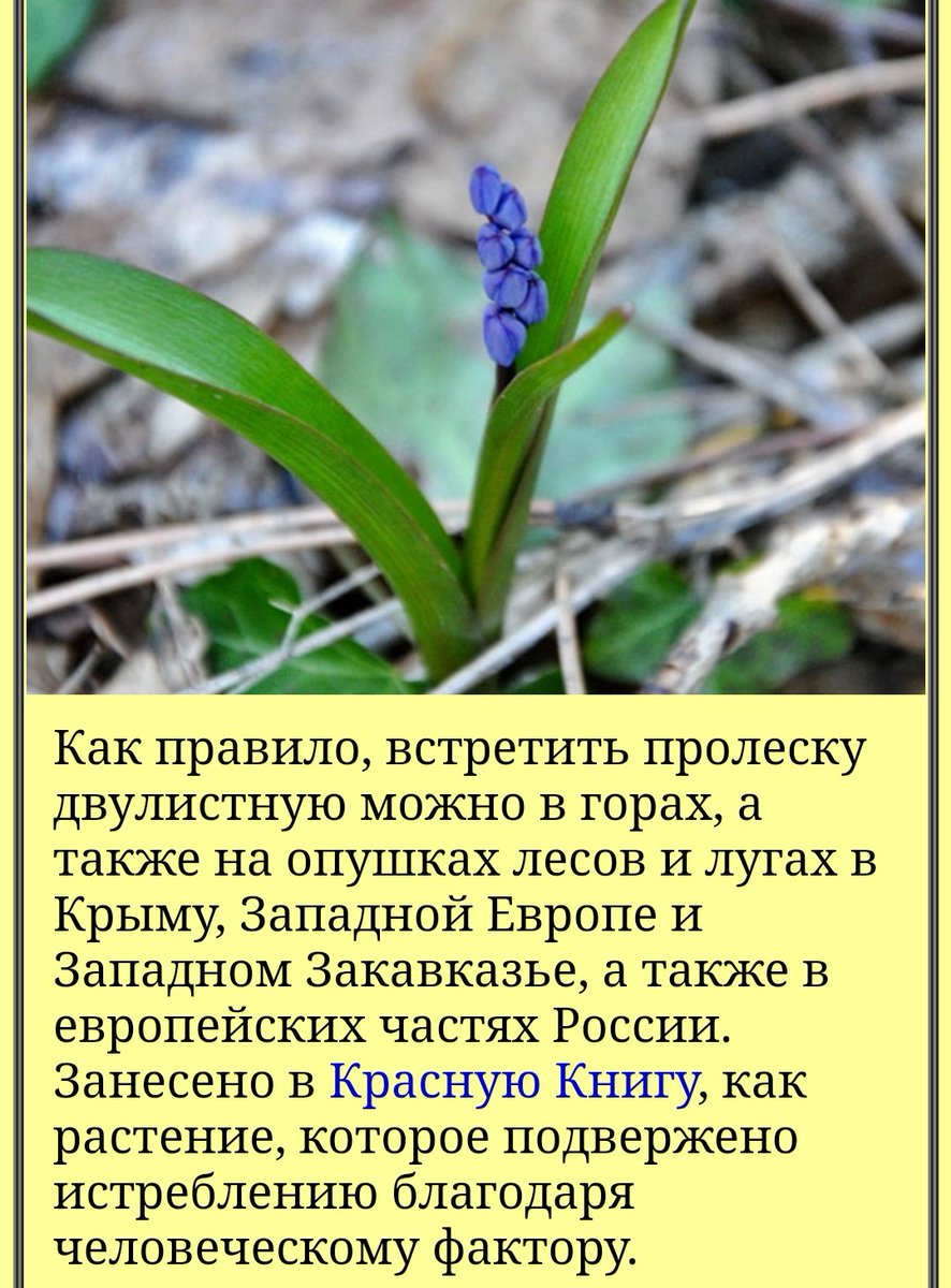 Пролеска двулистная Крым