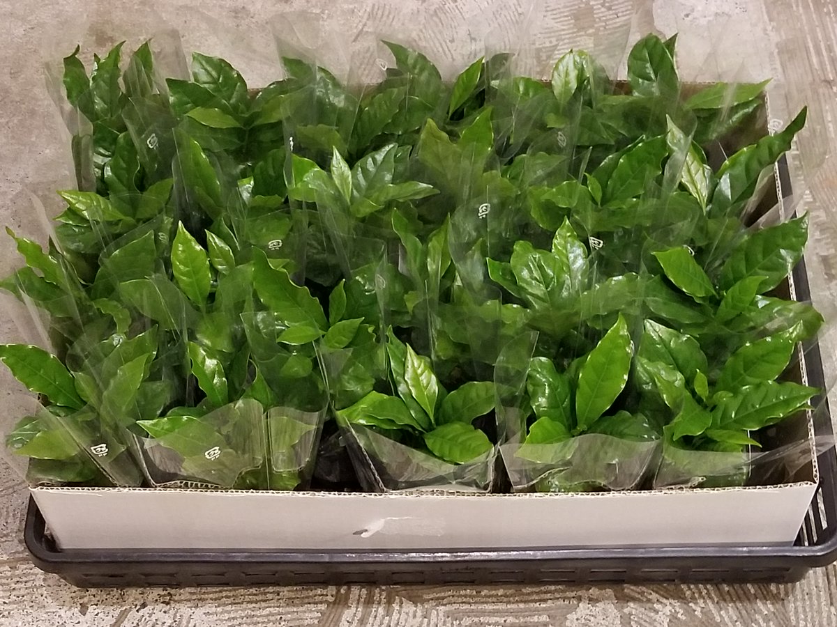 ももんがカフェ ロースタリー در توییتر 新生活 コーヒーの木が入荷 コーヒーの木が入荷しました お値段は税込1000円です 今年は コーヒーの木がある生活を楽しんでみませんか 観葉植物や贈り物としてもオススメです プレゼント 春の贈り物 新生活はコーヒー