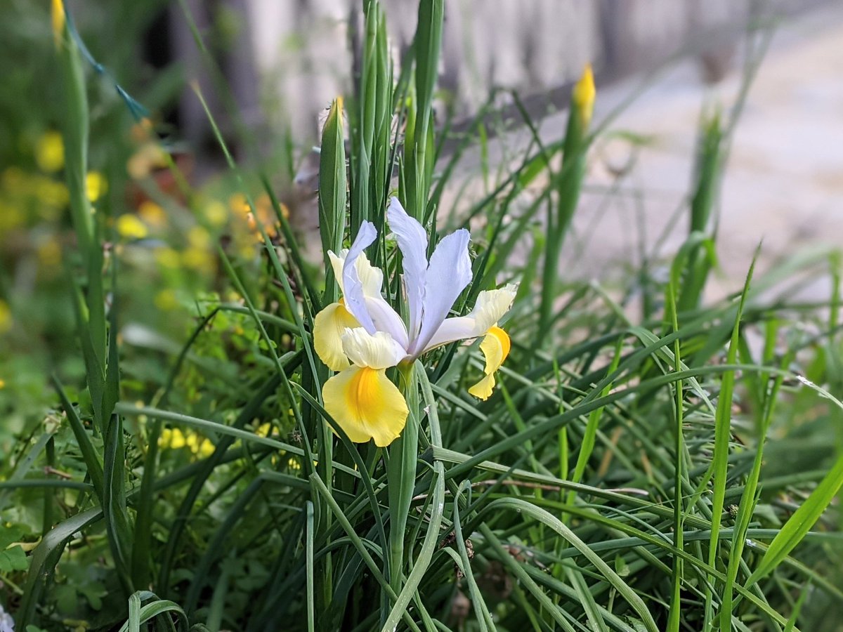 Kubitaoru オランダアヤメが咲きました 梅の木の下で勝手に毎年咲いてくれます 花写真 開花日 オランダアヤメ Kubitaoru オランダアヤメが咲きました 梅の木の下で勝手に毎年咲いてくれます 花写真 開花日 オランダアヤメ