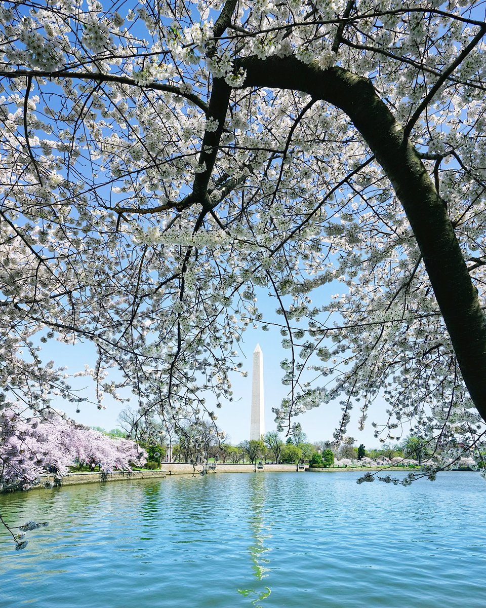 dccitygirl_'s tweet photo. It’s all in the bend of the branches @capitalweather @PoPville @nbcwashington @washingtondc @washingtonian @StormHour @TravelLeisure https://t.co/hdfPGJiFHh